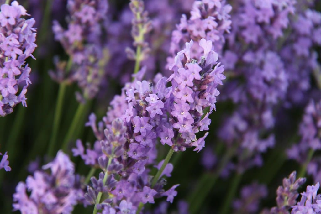 Lavender
