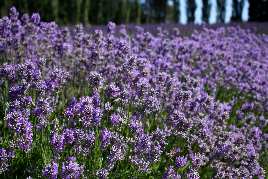 Lavender - Plants That Repel Scorpions