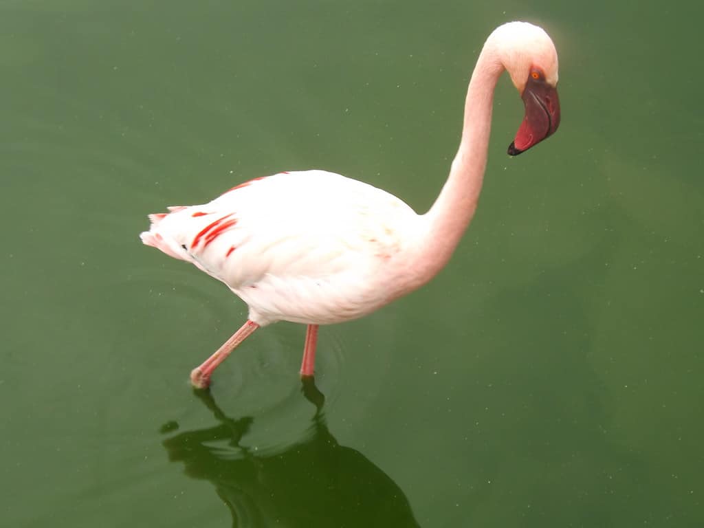 Lesser Flamingo