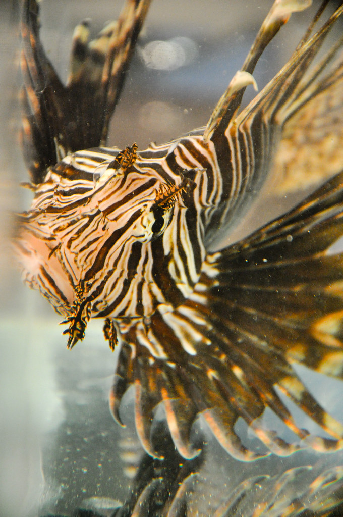 Lionfish