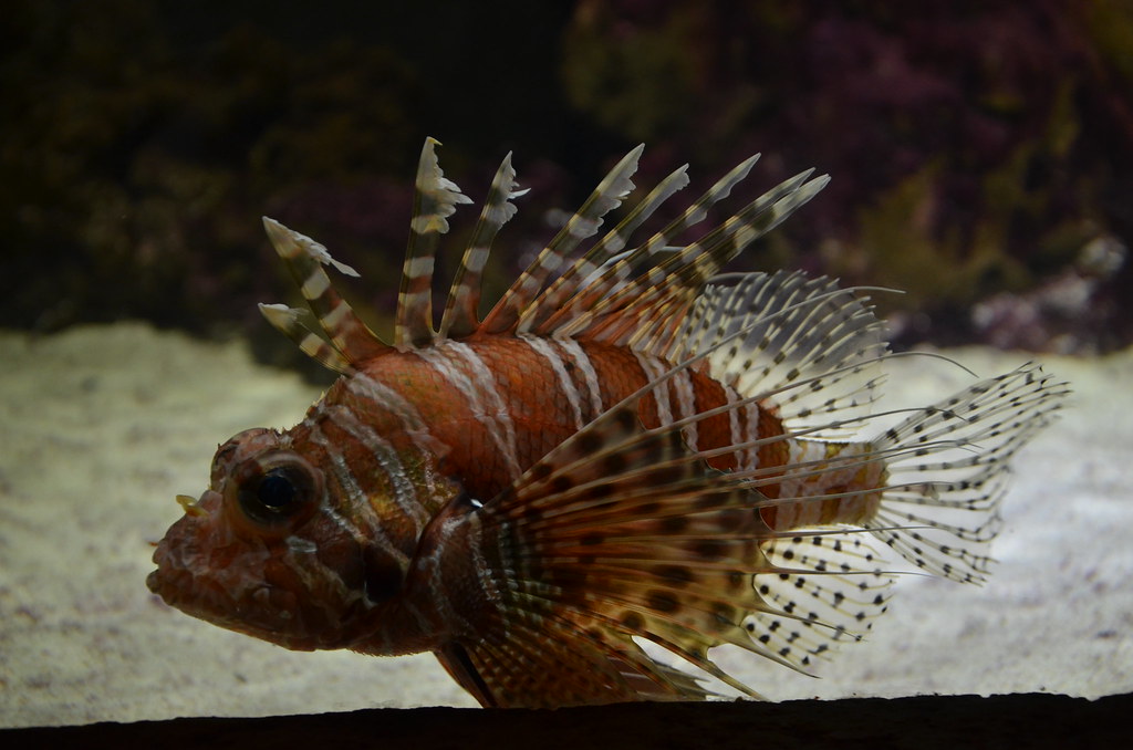 Lionfish