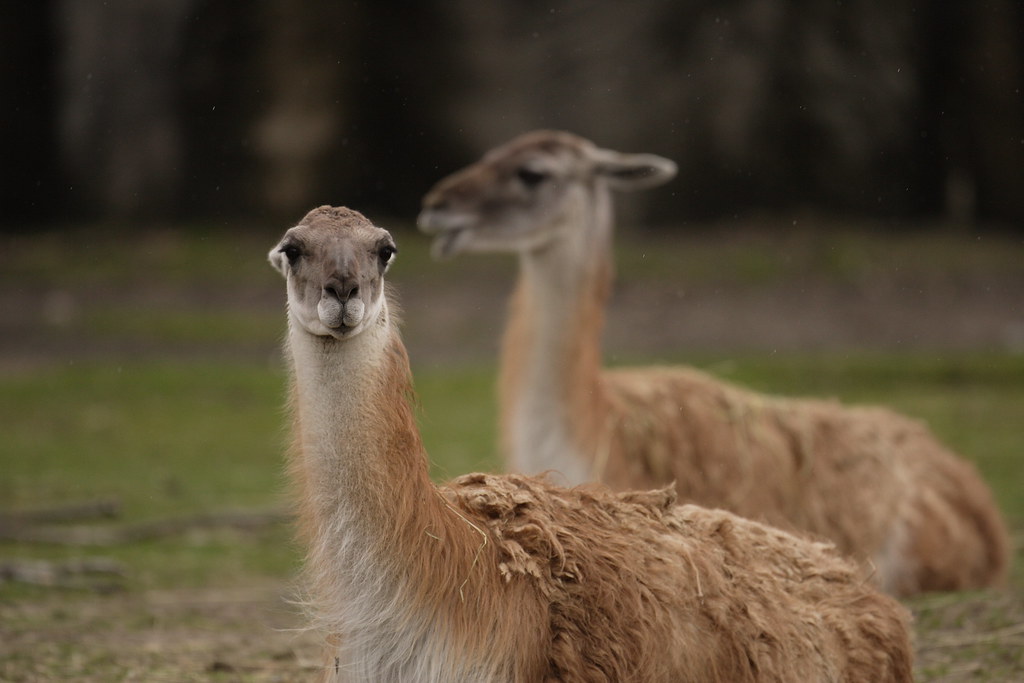Llamas - Animals With Blue Eyes