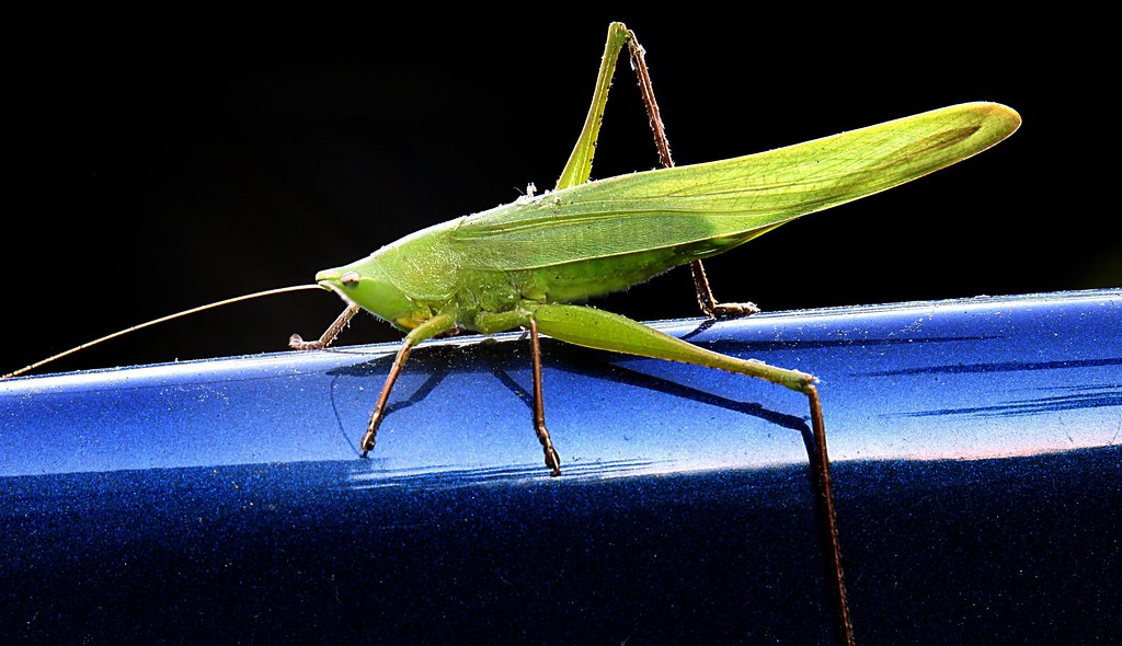 Long-horned Grasshopper
