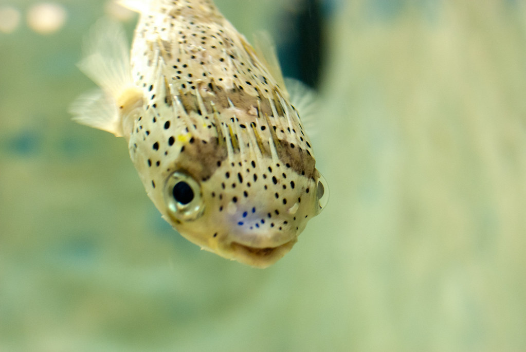 Long-Spine Porcupinefish