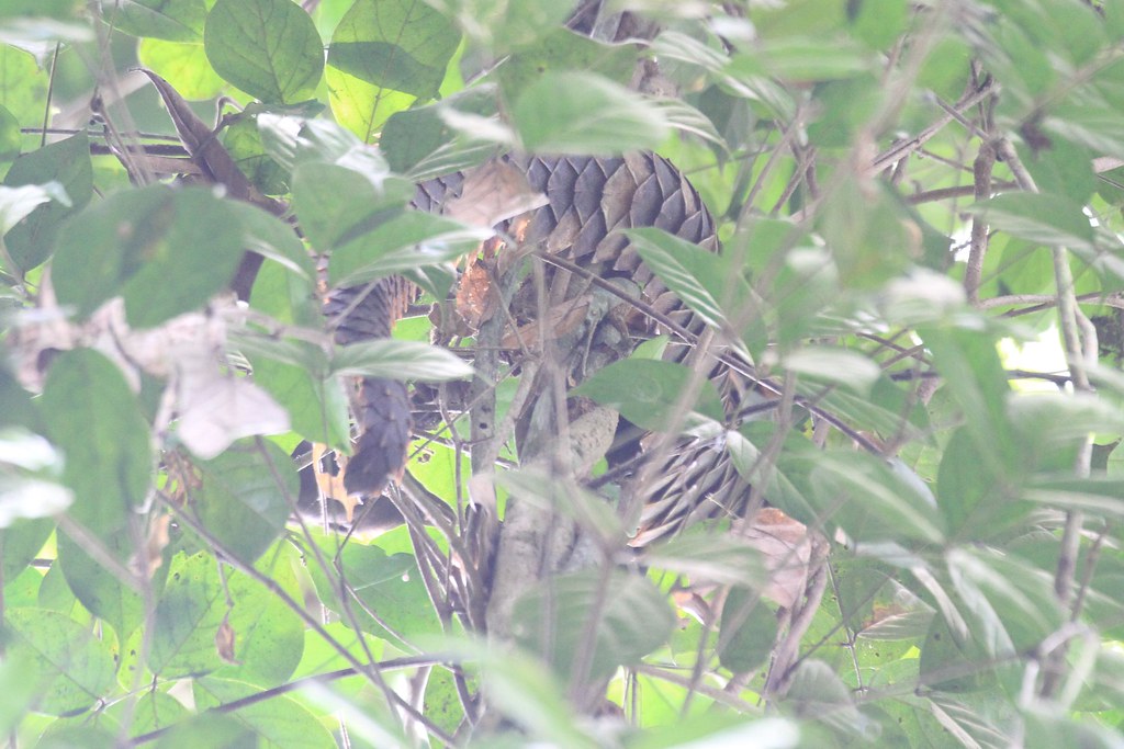 Long-tailed Pangolin