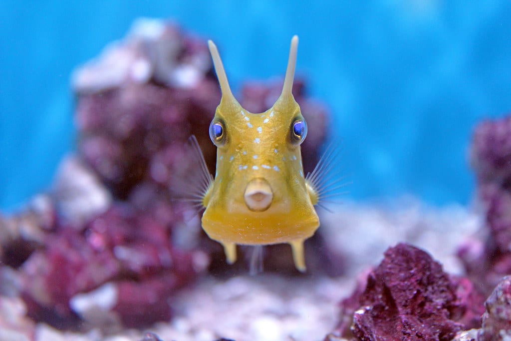 Longhorn Cowfish