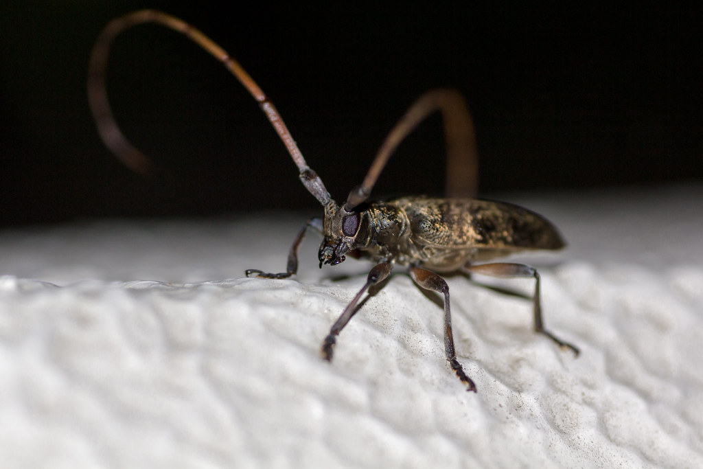 Longhorned Beetles