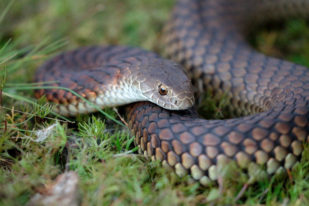 Lowlands Copperhead
