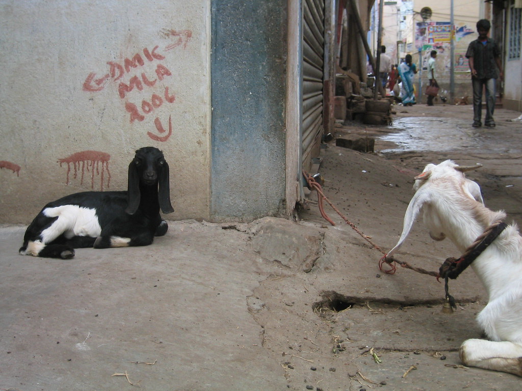 Madurai Goat