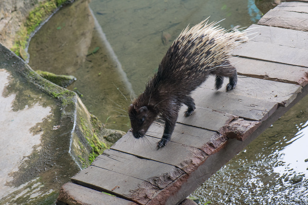 Malayan Porcupine