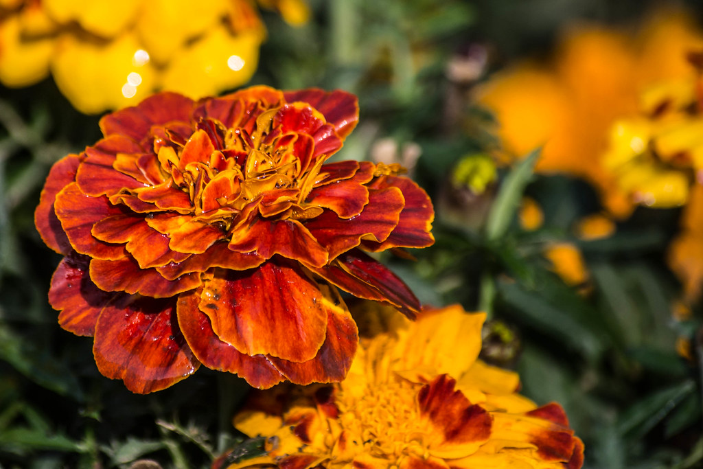 Marigolds - Plants That Repel Frogs