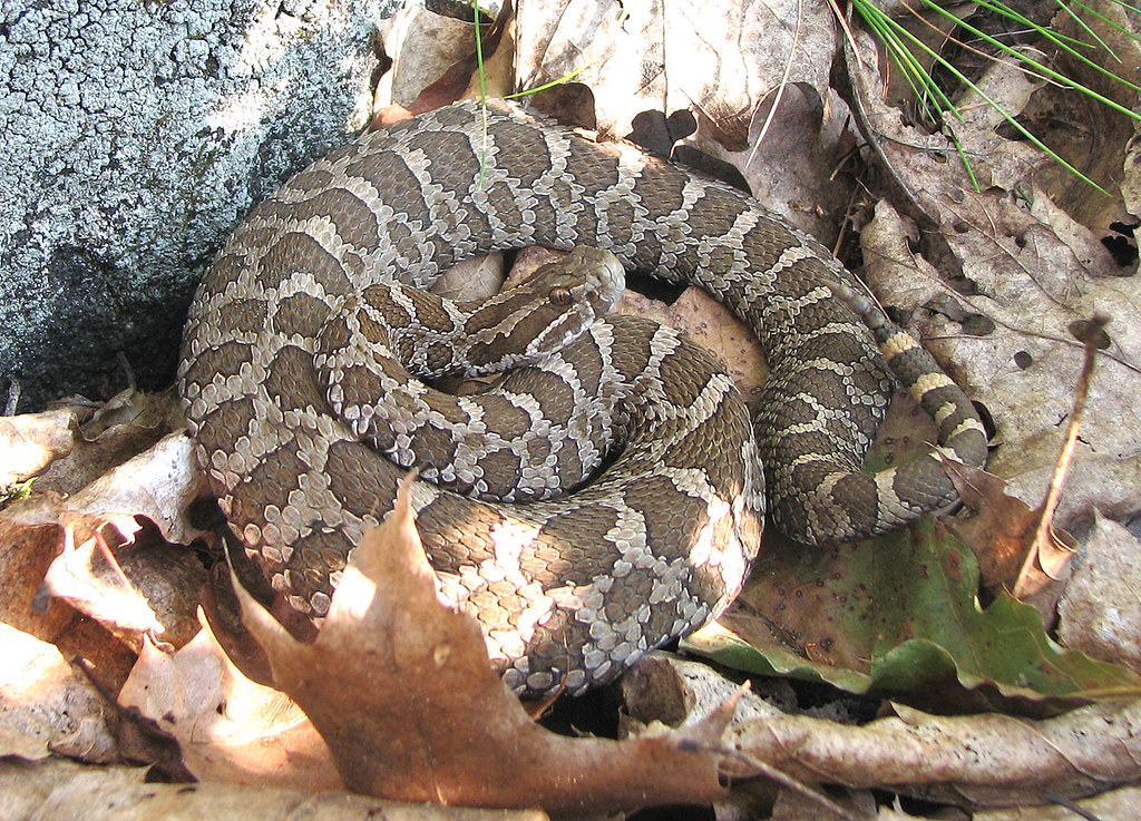 Massasauga Rattlesnake