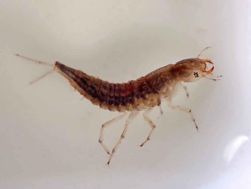 Mayfly Larvae