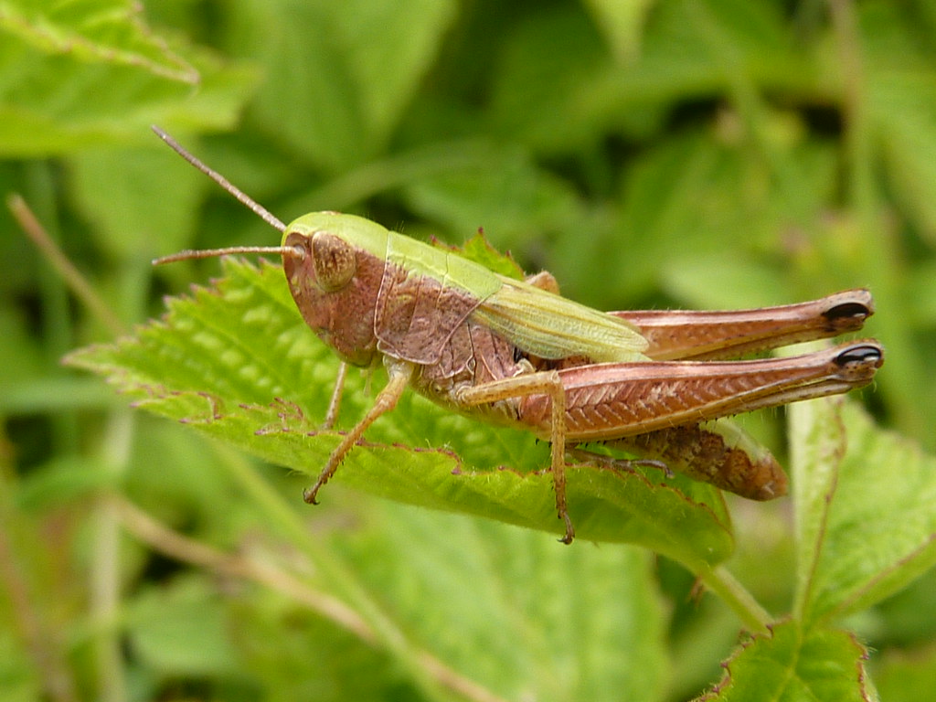 Meadow Grasshopper