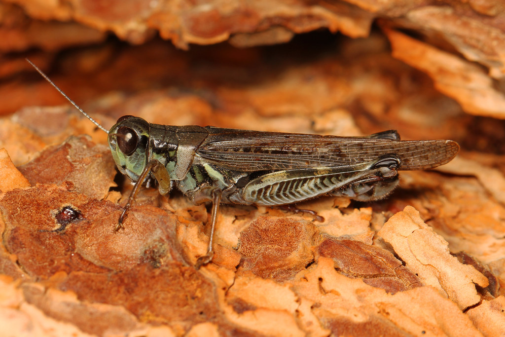Migratory Grasshopper