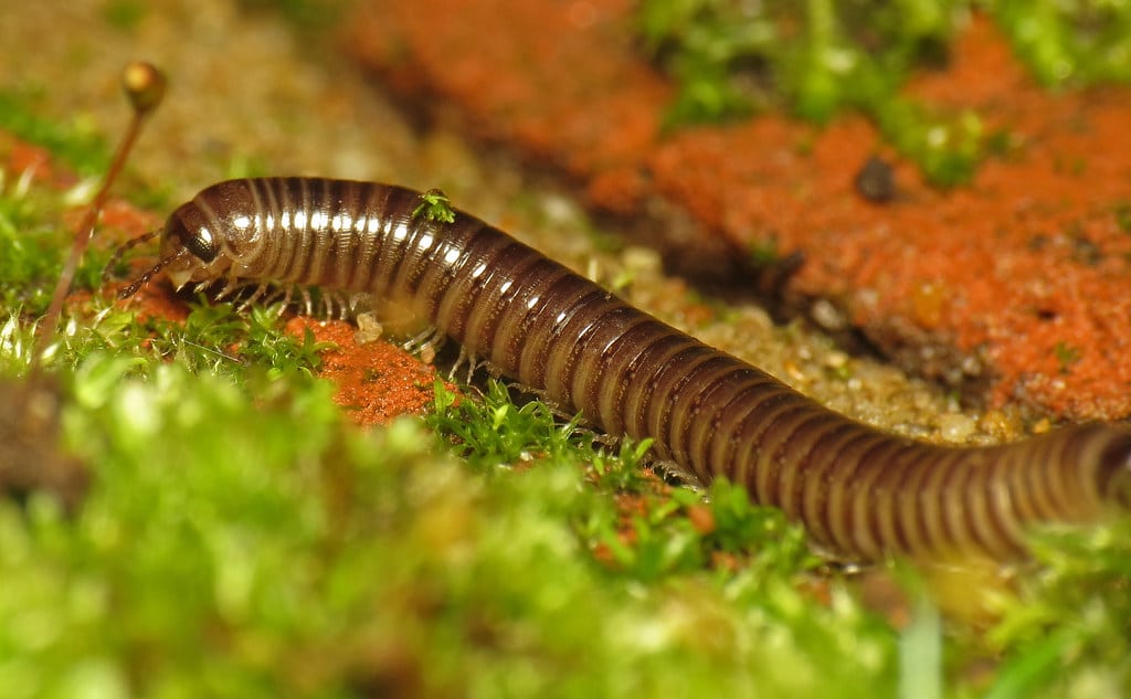 Millipedes