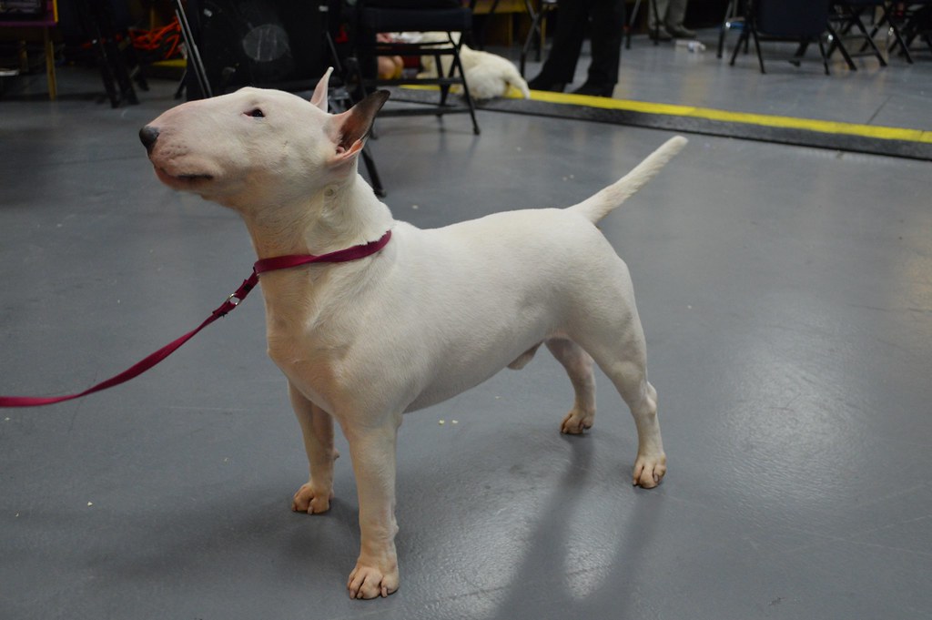 Miniature Bull Terrier - Dog Breeds That Start With M