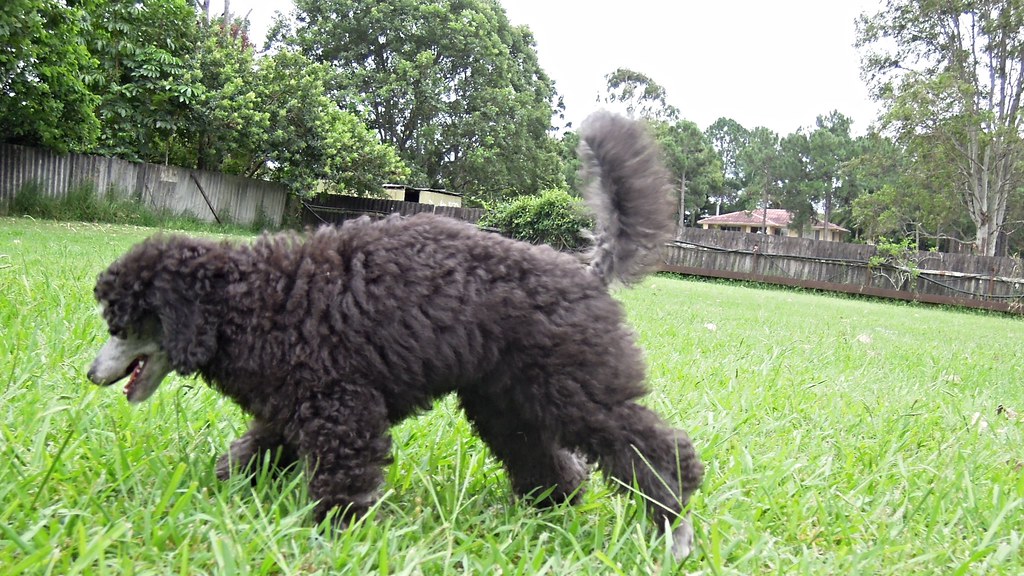 Miniature Poodle - Dog Breeds That Start With M