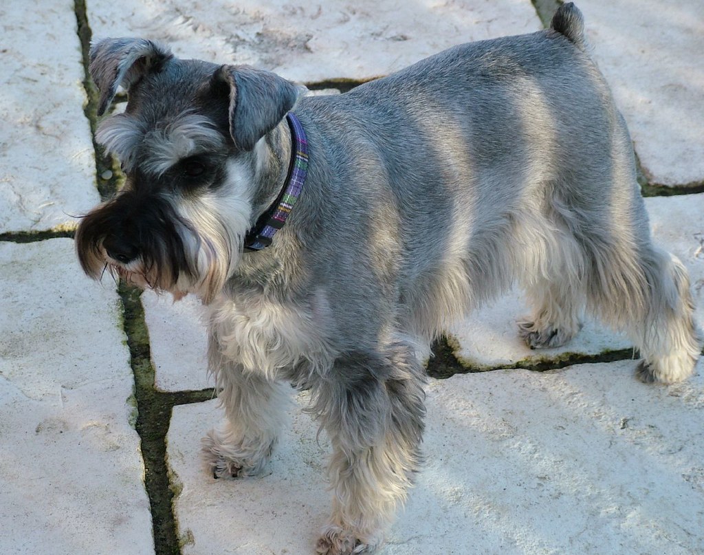 Miniature Schnauzer