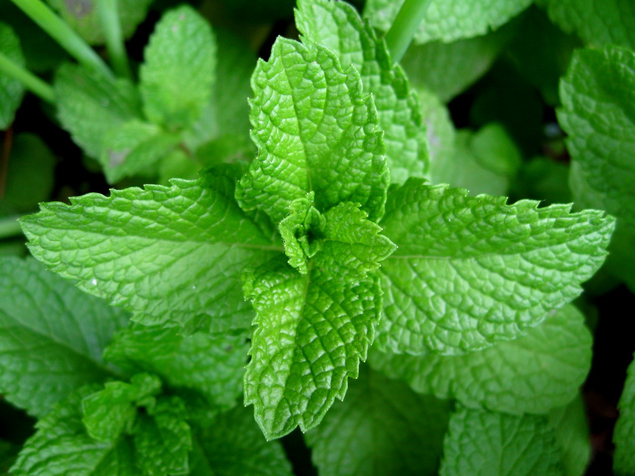 Mint - Plants That Repel Squirrels