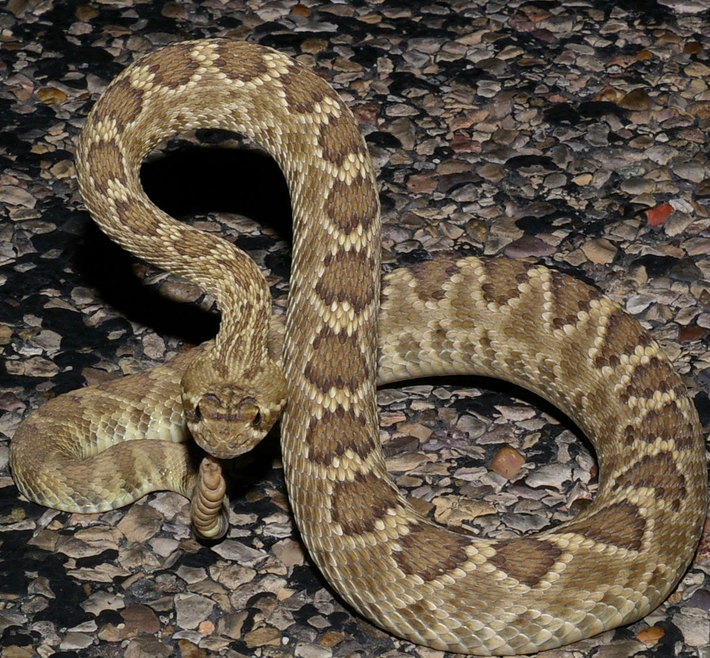 Mojave Rattlesnake