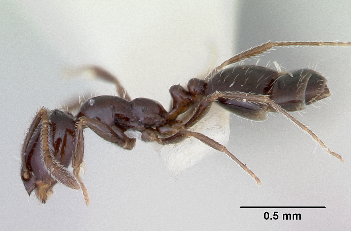 Monomorium Ergatogyna