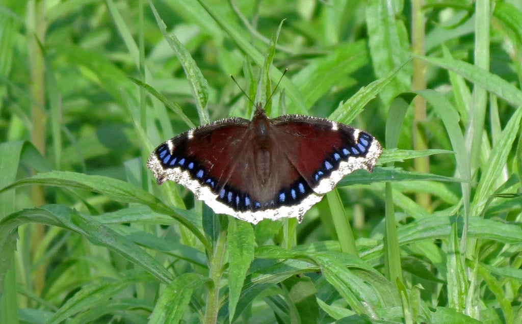 Mourning Cloak - Butterflies in Canada