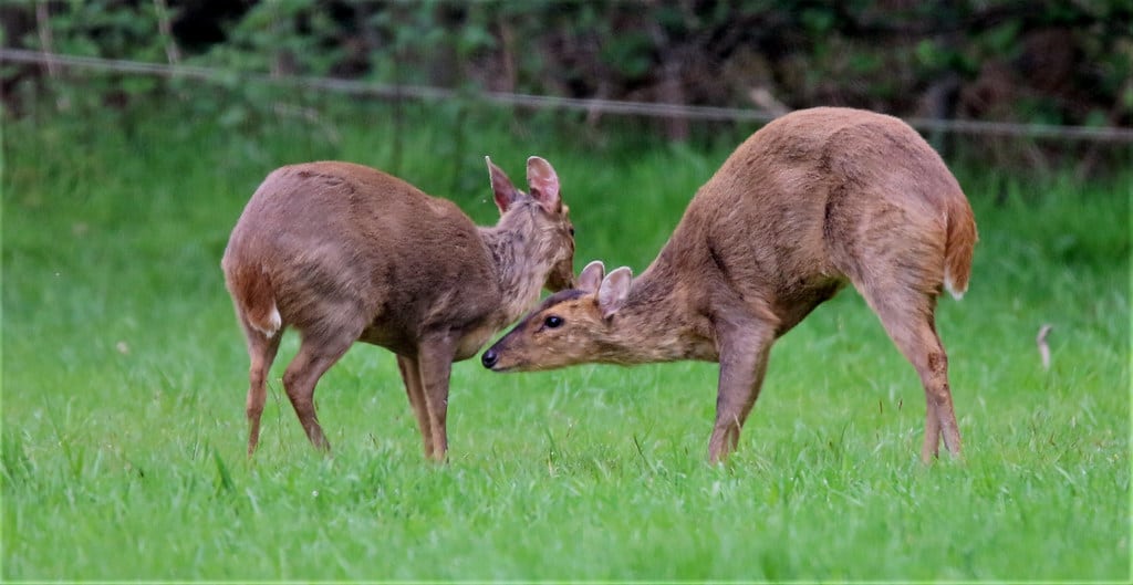 Muntjac Deer