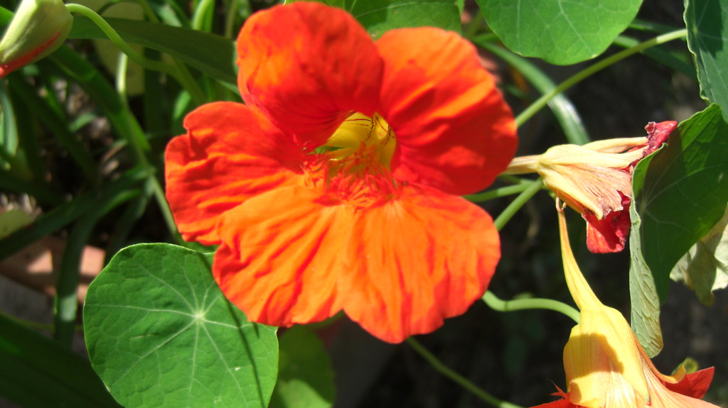 Nasturtium