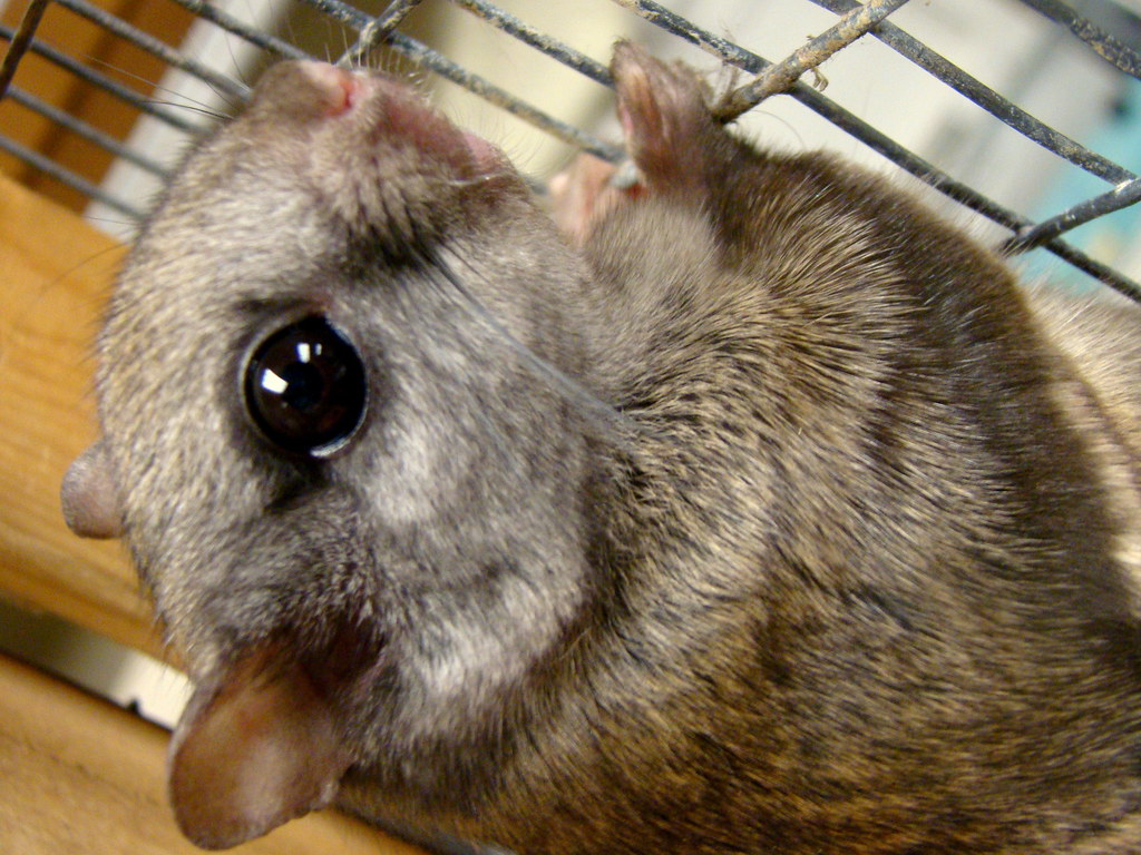 Northern Flying Squirrel