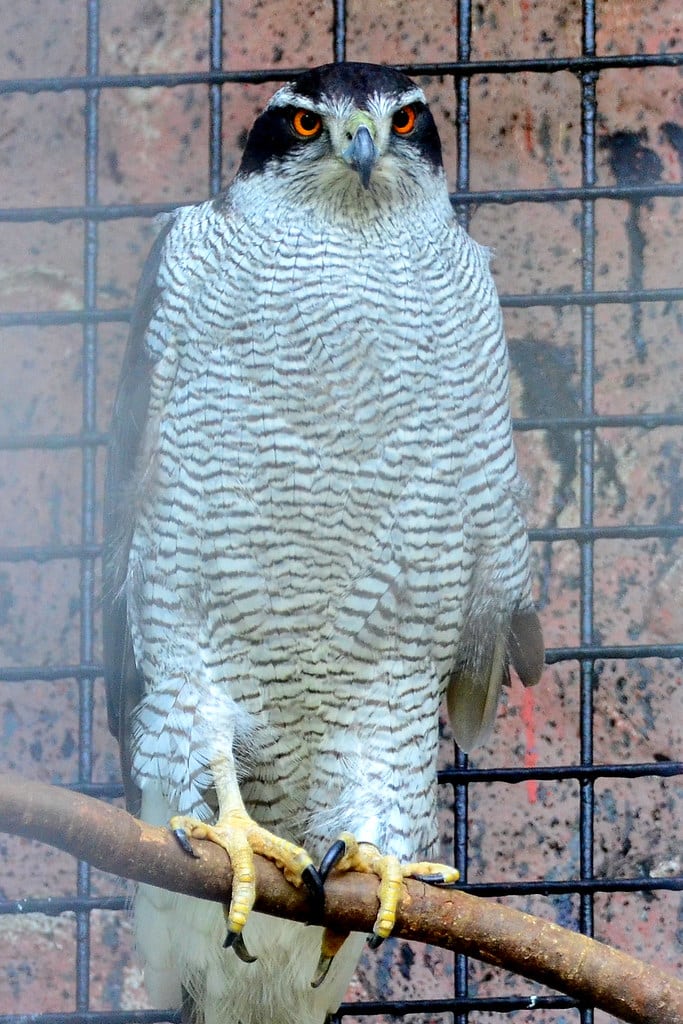Northern Goshawks