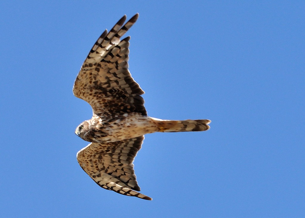 Northern Harrier Hawk