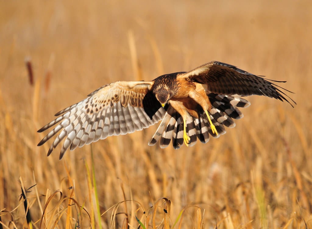 Northern Harriers