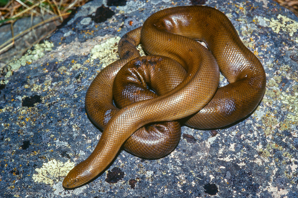 Northern Rubber Boa