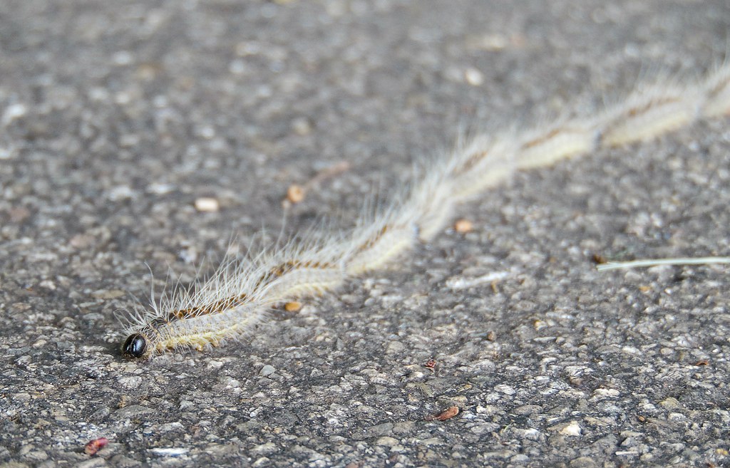 Oak Processionary Caterpillar
