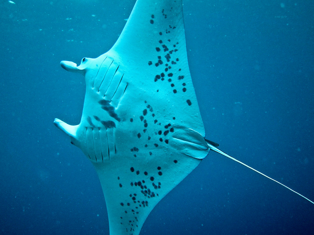 Oceanic Manta Ray