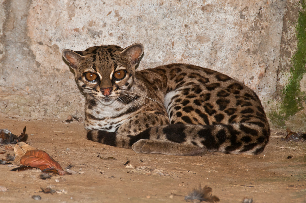 Ocelot