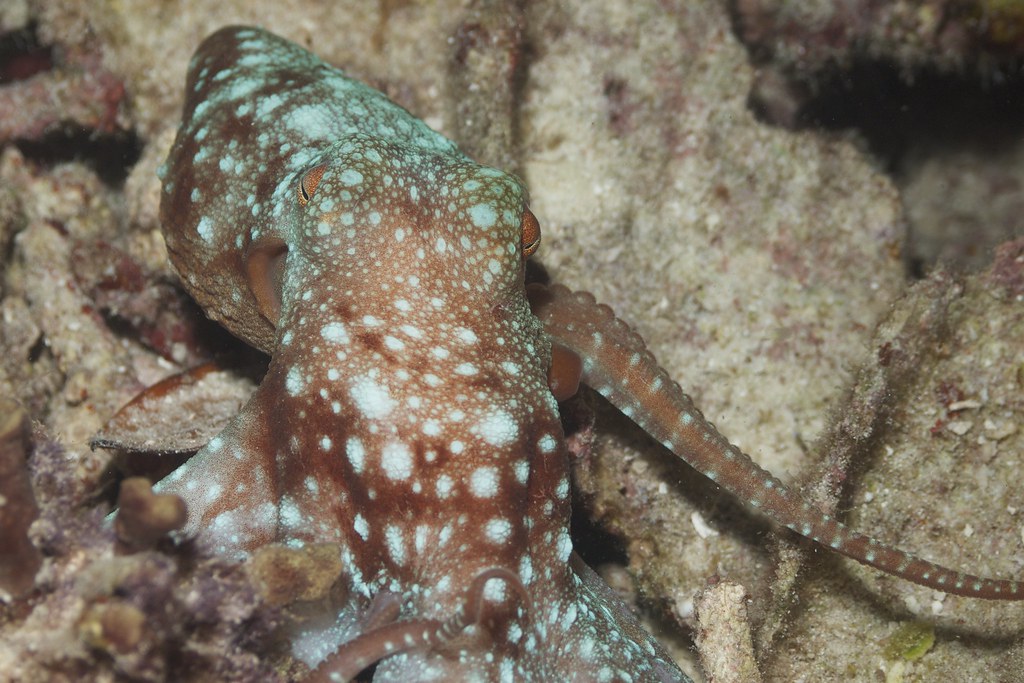 Octopus