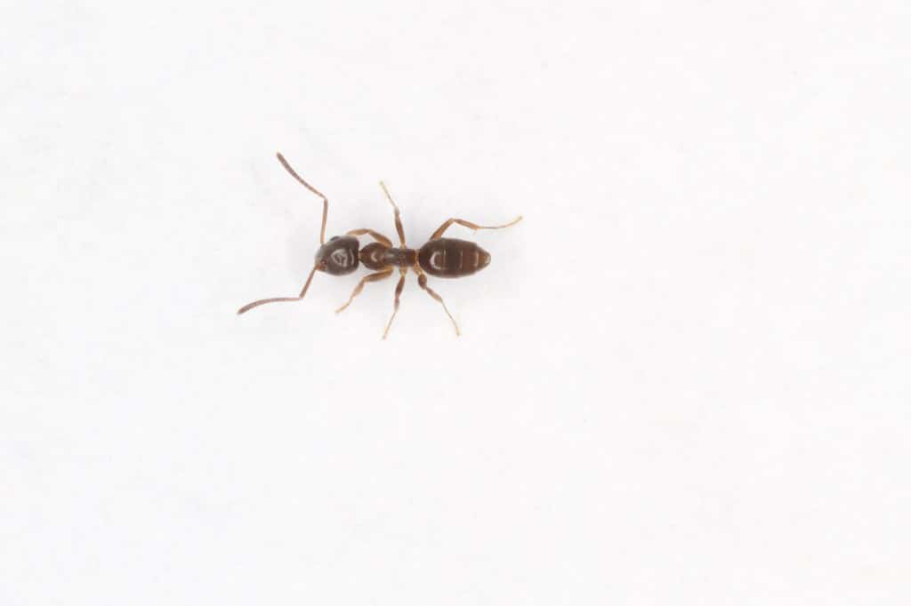 Odorous House Ant
