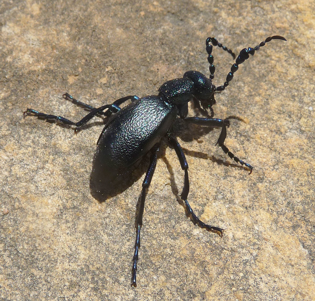 Oil Beetle