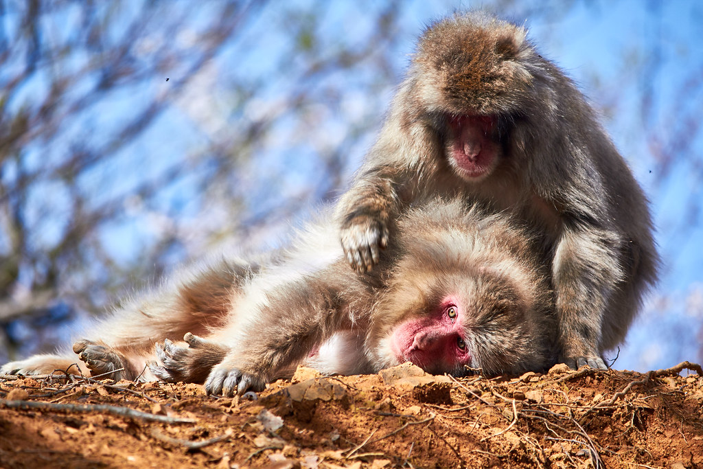 Old World monkeys - Animals That Sweat