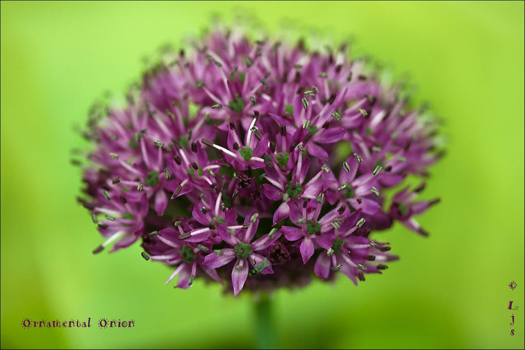 Ornamental Onions 
