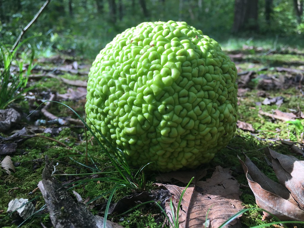 Osage Orange