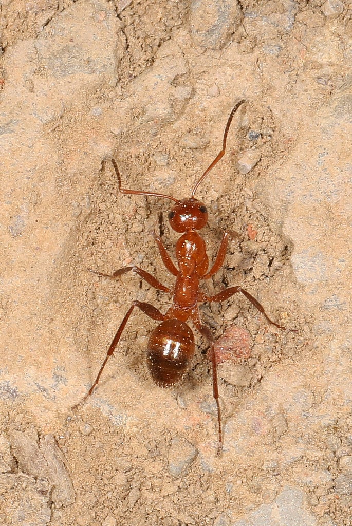 Pale Field Ant