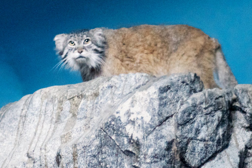 Pallas's Cat