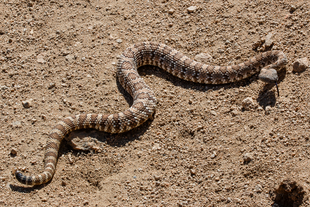 Panamint Rattlesnake