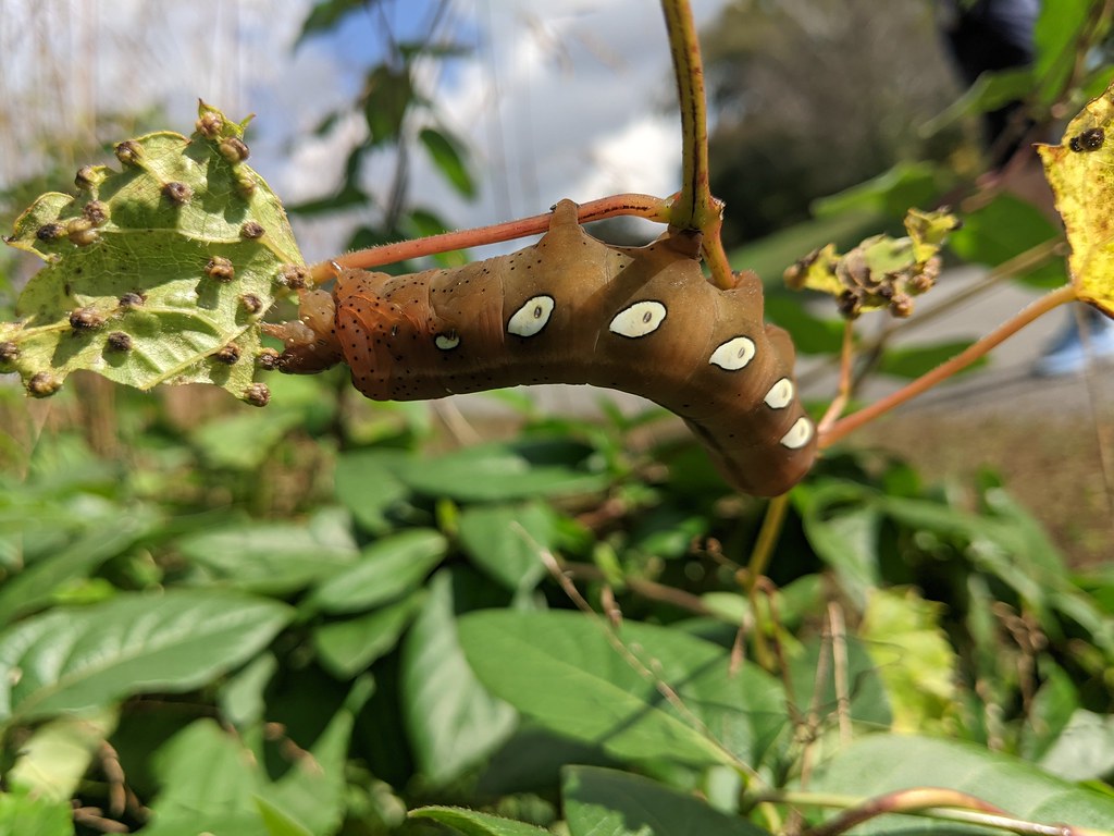 Pandora Sphinx Moth Caterpillar