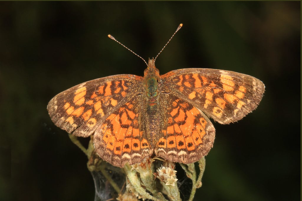 Pearl Crescent - Butterflies in Canada