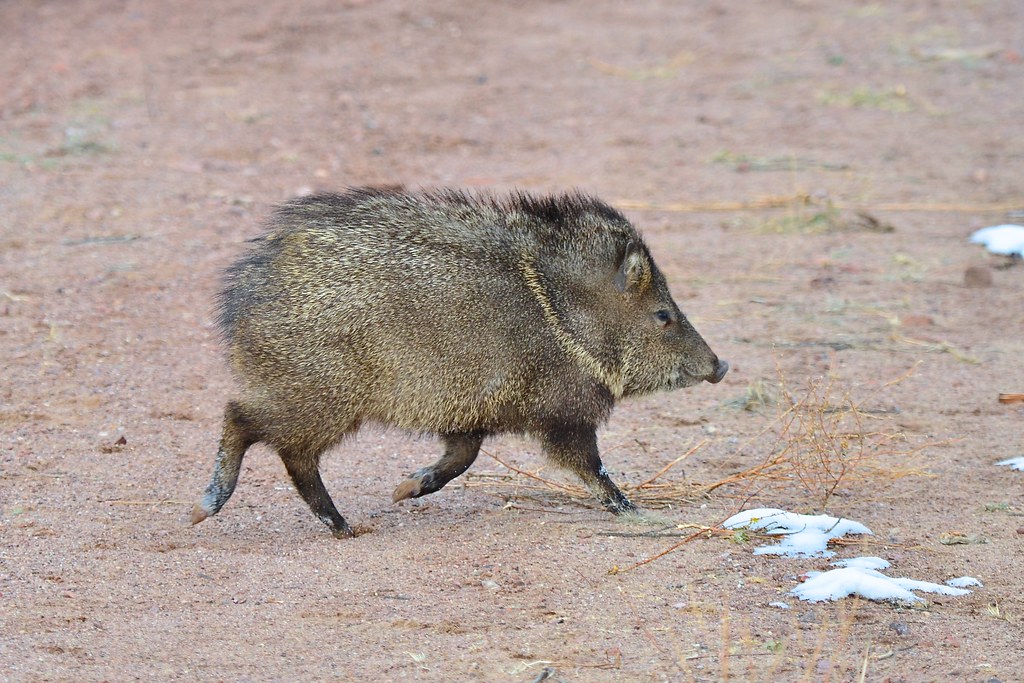 Peccaries