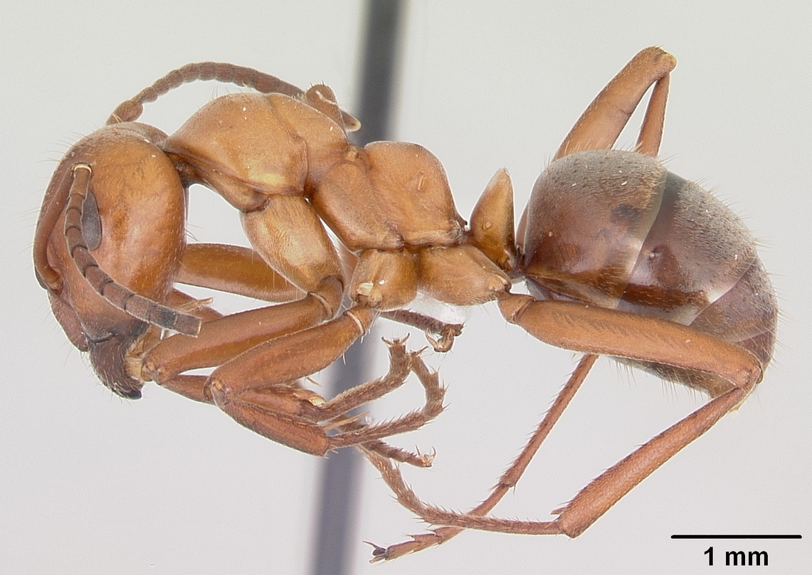 Pergande's Mound Ant